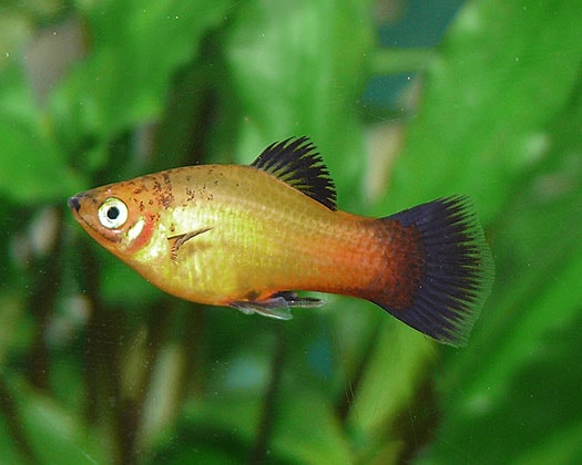 Platy ananas