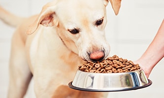 Hund frisst Trockenfutter aus Napf