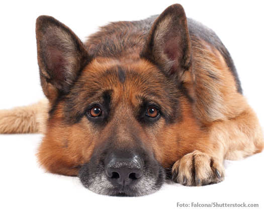 Schäferhund liegend