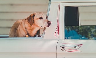 Hund auf Ladefläche