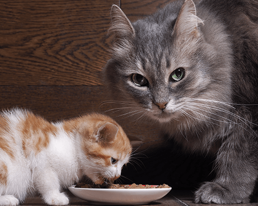 Katzenbaby und Mutter fressen Nassfutter