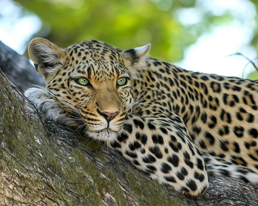 ZOO & Co. | Katze - Leopard