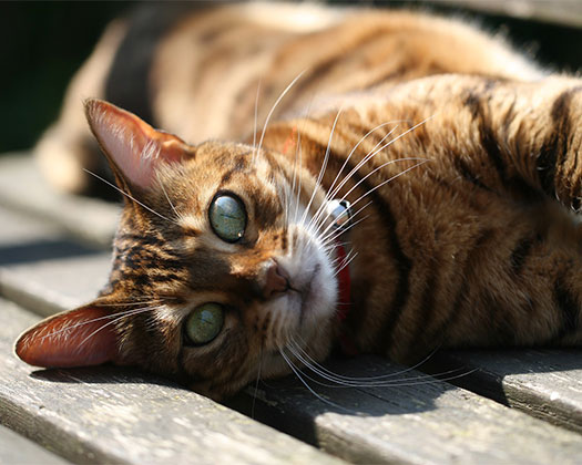 Bengalkatze liegt auf Brettern mit erwartungsvollen Blick